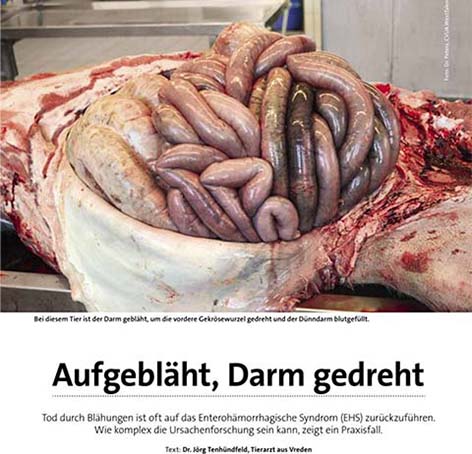 ASL Tiergesundheit